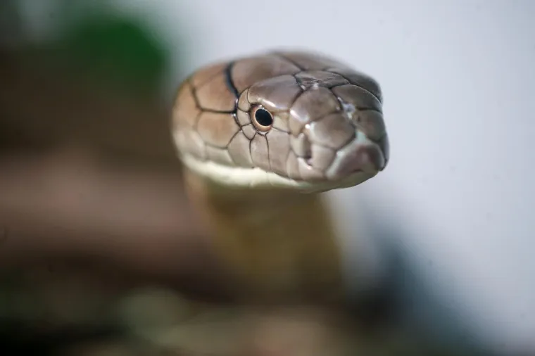 Da ti se sledi krv u žilama: Najotrovnije zmije svijeta stigle u Zagreb, hit izložbe kraljevska kobra Elvis