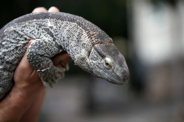 Da ti se sledi krv u žilama: Najotrovnije zmije svijeta stigle u Zagreb, hit izložbe kraljevska kobra Elvis