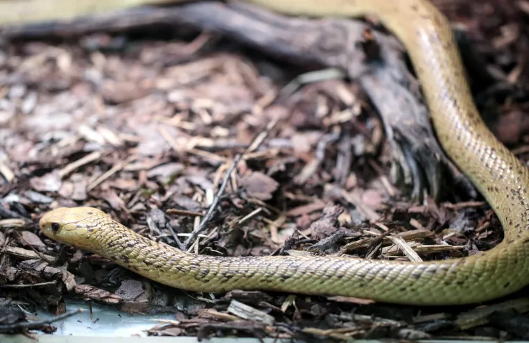 Da ti se sledi krv u žilama: Najotrovnije zmije svijeta stigle u Zagreb, hit izložbe kraljevska kobra Elvis