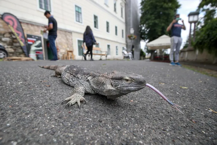 Da ti se sledi krv u žilama: Najotrovnije zmije svijeta stigle u Zagreb, hit izložbe kraljevska kobra Elvis