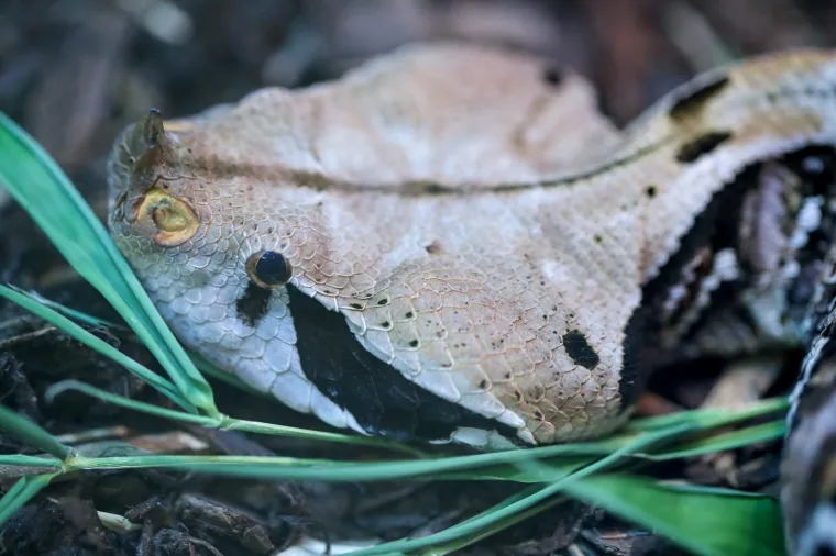 Da ti se sledi krv u žilama: Najotrovnije zmije svijeta stigle u Zagreb, hit izložbe kraljevska kobra Elvis