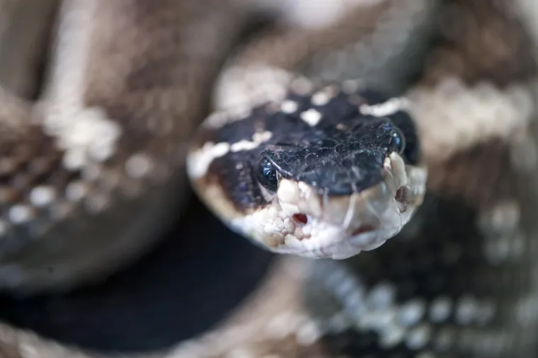 Da ti se sledi krv u žilama: Najotrovnije zmije svijeta stigle u Zagreb, hit izložbe kraljevska kobra Elvis