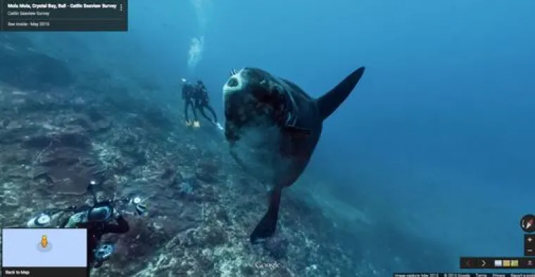 20 genijalnih fotografija životinja uhvaćenih na kameri Google Street Viewa