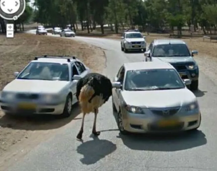 20 genijalnih fotografija životinja uhvaćenih na kameri Google Street Viewa