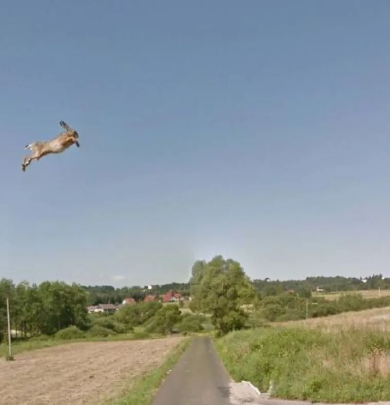 20 genijalnih fotografija životinja uhvaćenih na kameri Google Street Viewa