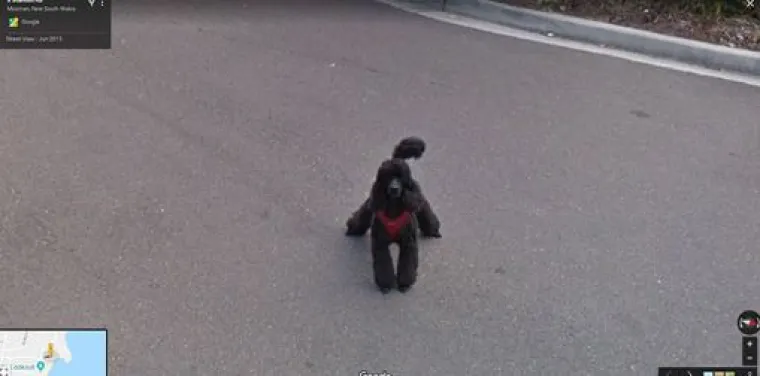 20 genijalnih fotografija životinja uhvaćenih na kameri Google Street Viewa