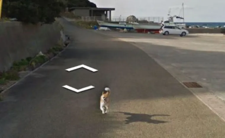 20 genijalnih fotografija životinja uhvaćenih na kameri Google Street Viewa