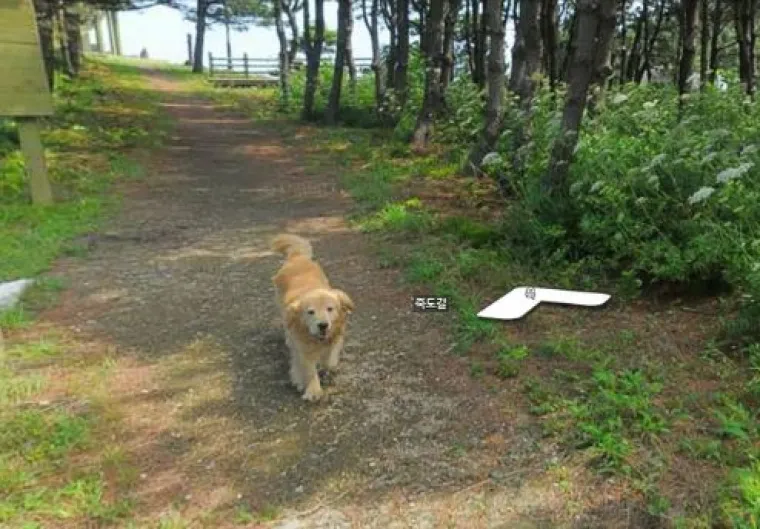 20 genijalnih fotografija životinja uhvaćenih na kameri Google Street Viewa