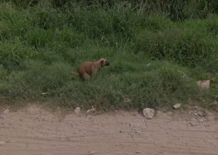 20 genijalnih fotografija životinja uhvaćenih na kameri Google Street Viewa