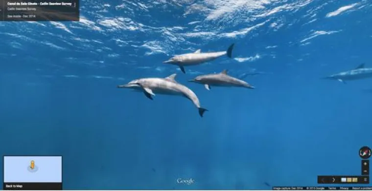 20 genijalnih fotografija životinja uhvaćenih na kameri Google Street Viewa