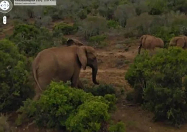 20 genijalnih fotografija životinja uhvaćenih na kameri Google Street Viewa