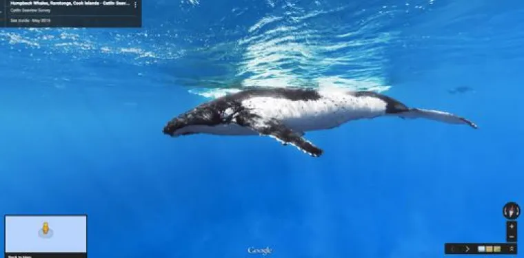 20 genijalnih fotografija životinja uhvaćenih na kameri Google Street Viewa