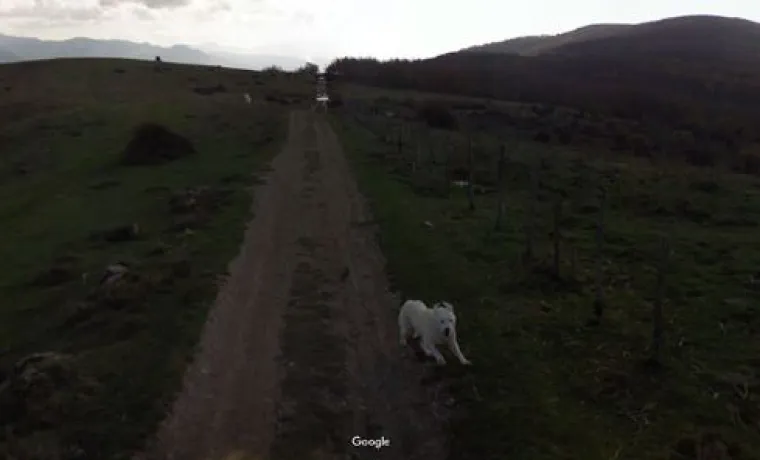 20 genijalnih fotografija životinja uhvaćenih na kameri Google Street Viewa