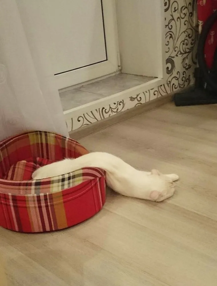 Znanstvenici su u krivu: Ove slike su dokaz tome da su mačke zapravo tekuća tvar