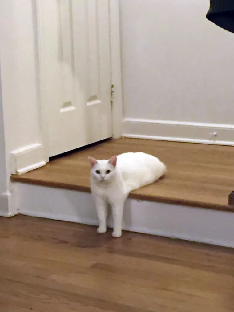 Znanstvenici su u krivu: Ove slike su dokaz tome da su mačke zapravo tekuća tvar