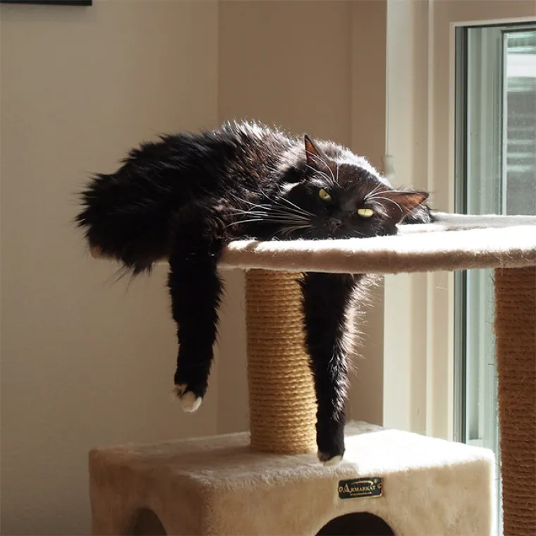 Znanstvenici su u krivu: Ove slike su dokaz tome da su mačke zapravo tekuća tvar