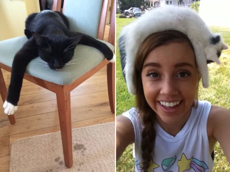 Znanstvenici su u krivu: Ove slike su dokaz tome da su mačke zapravo tekuća tvar