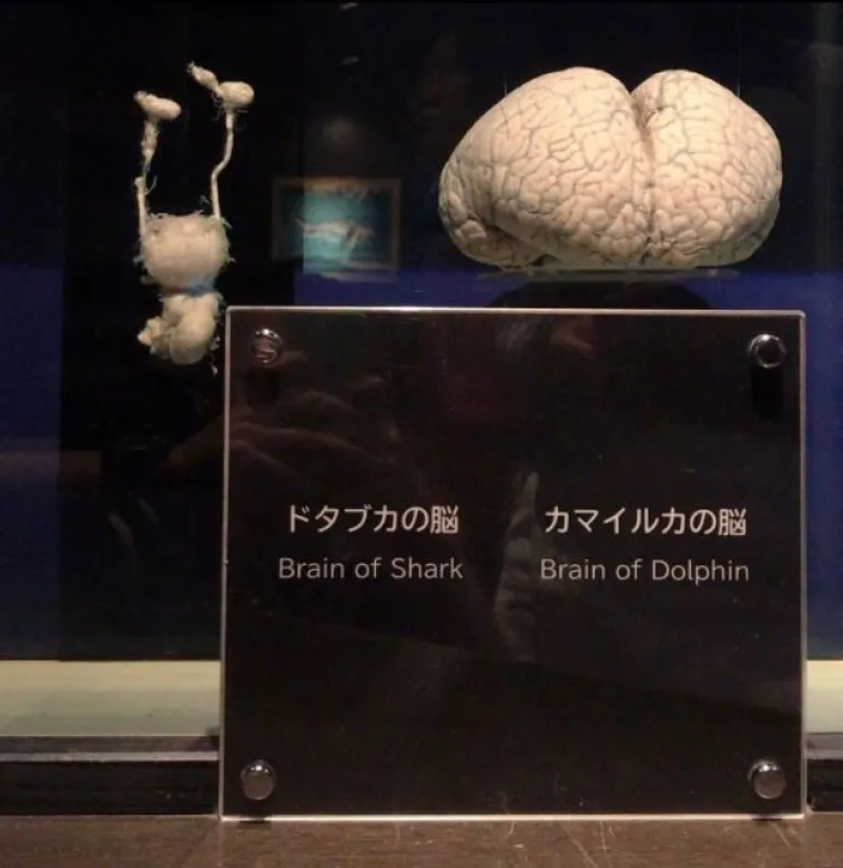 15 fotografija usporedba o kojima ćete razmi&scaron;ljati danima