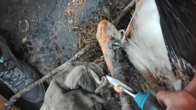 Mlada roda nije mogla hodati ni letjeti, ali brižni ljudi su je spasili: 'Hvala svima!'