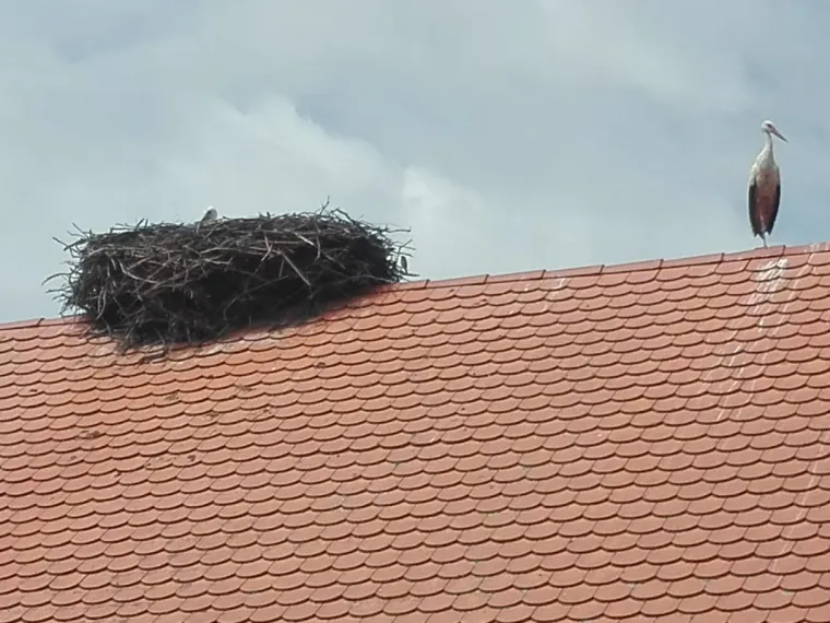 Mlada roda nije mogla hodati ni letjeti, ali brižni ljudi su je spasili: 'Hvala svima!'