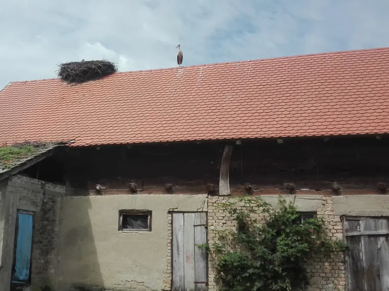 Mlada roda nije mogla hodati ni letjeti, ali brižni ljudi su je spasili: 'Hvala svima!'