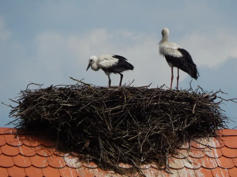 Mlada roda nije mogla hodati ni letjeti, ali brižni ljudi su je spasili: 'Hvala svima!'