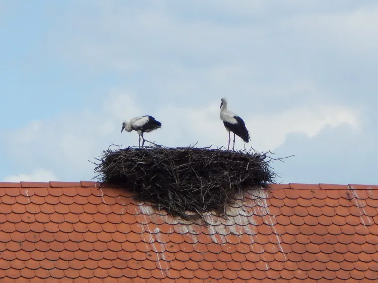 Mlada roda nije mogla hodati ni letjeti, ali brižni ljudi su je spasili: 'Hvala svima!'