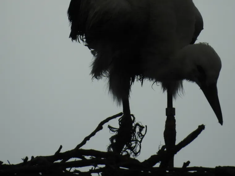 Mlada roda nije mogla hodati ni letjeti, ali brižni ljudi su je spasili: 'Hvala svima!'