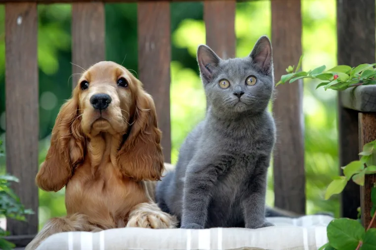 Hrana koju ne smijete davati kućnim ljubimcima jer je opasna