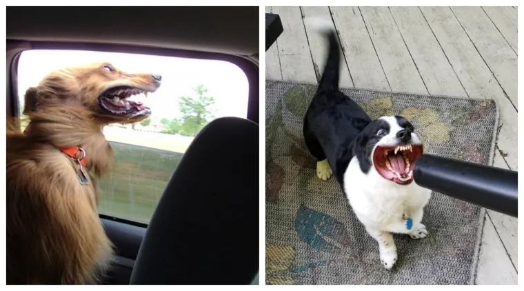 Ludi psi i njihova borba s vjetrom koji nije stao da ga upitaju nešto