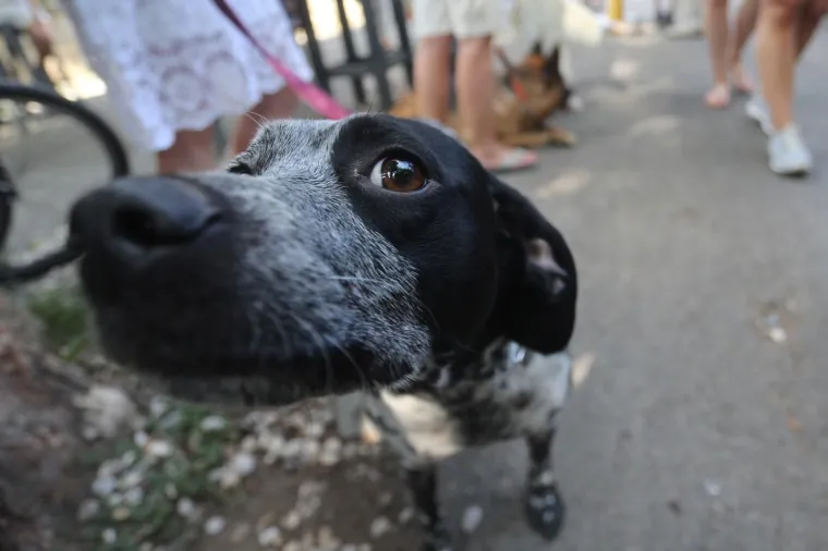 Koja je nju&scaron;ka najljep&scaron;a? Strossom pro&scaron;etali simpatični mje&scaron;anci