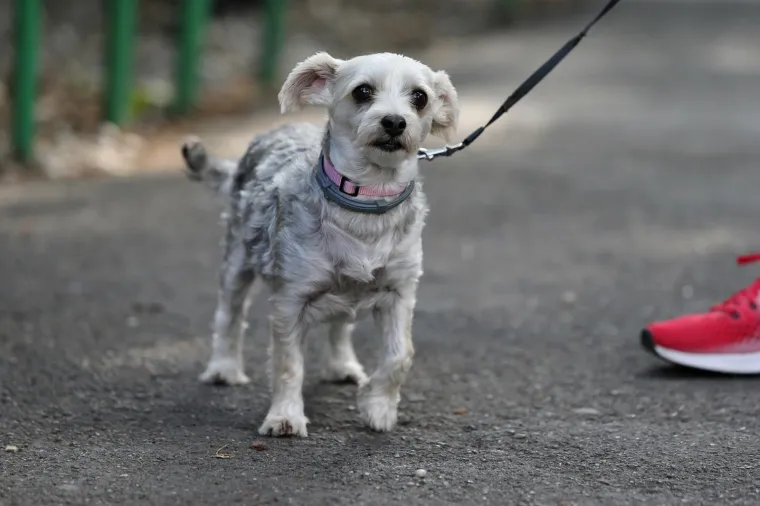 Koja je nju&scaron;ka najljep&scaron;a? Strossom pro&scaron;etali simpatični mje&scaron;anci