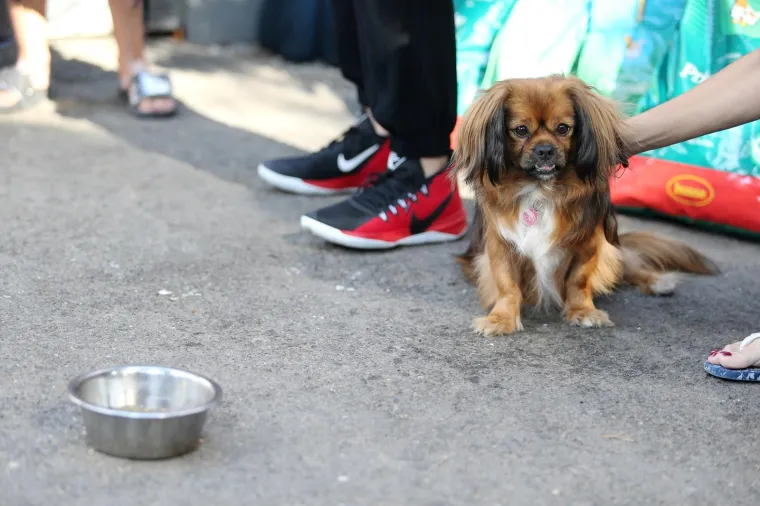 Koja je nju&scaron;ka najljep&scaron;a? Strossom pro&scaron;etali simpatični mje&scaron;anci