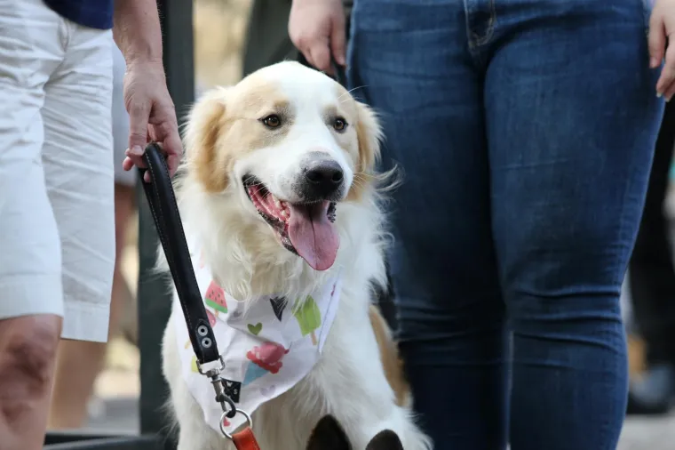 Koja je nju&scaron;ka najljep&scaron;a? Strossom pro&scaron;etali simpatični mje&scaron;anci