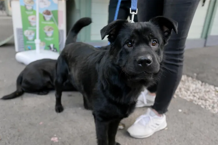 Koja je nju&scaron;ka najljep&scaron;a? Strossom pro&scaron;etali simpatični mje&scaron;anci