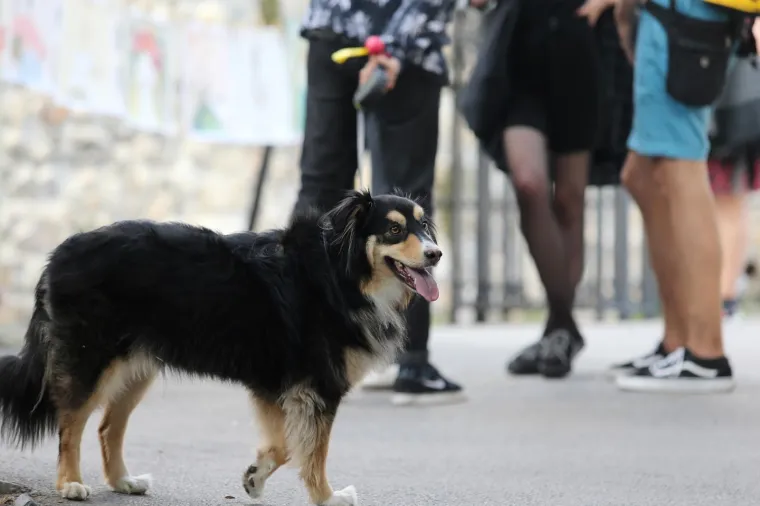 Koja je nju&scaron;ka najljep&scaron;a? Strossom pro&scaron;etali simpatični mje&scaron;anci