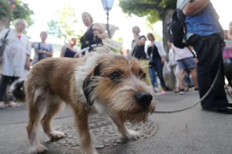 Koja je nju&scaron;ka najljep&scaron;a? Strossom pro&scaron;etali simpatični mje&scaron;anci