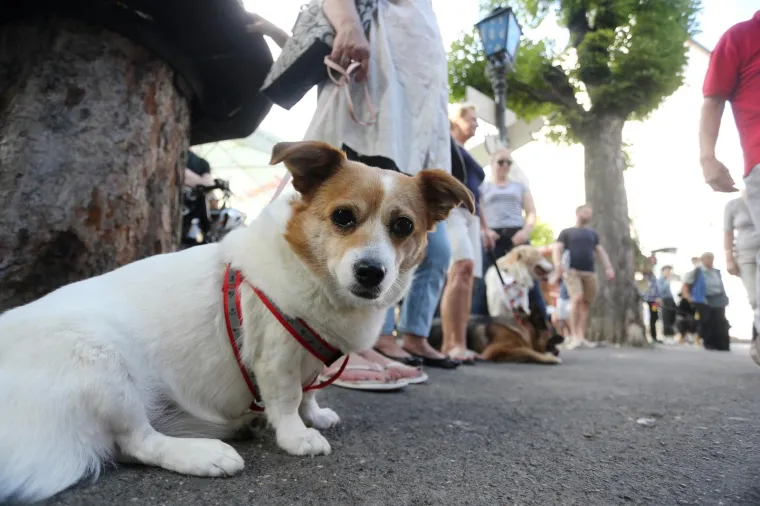 Koja je nju&scaron;ka najljep&scaron;a? Strossom pro&scaron;etali simpatični mje&scaron;anci