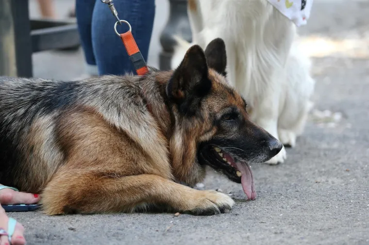 Koja je nju&scaron;ka najljep&scaron;a? Strossom pro&scaron;etali simpatični mje&scaron;anci