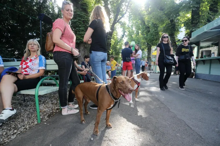 Koja je nju&scaron;ka najljep&scaron;a? Strossom pro&scaron;etali simpatični mje&scaron;anci