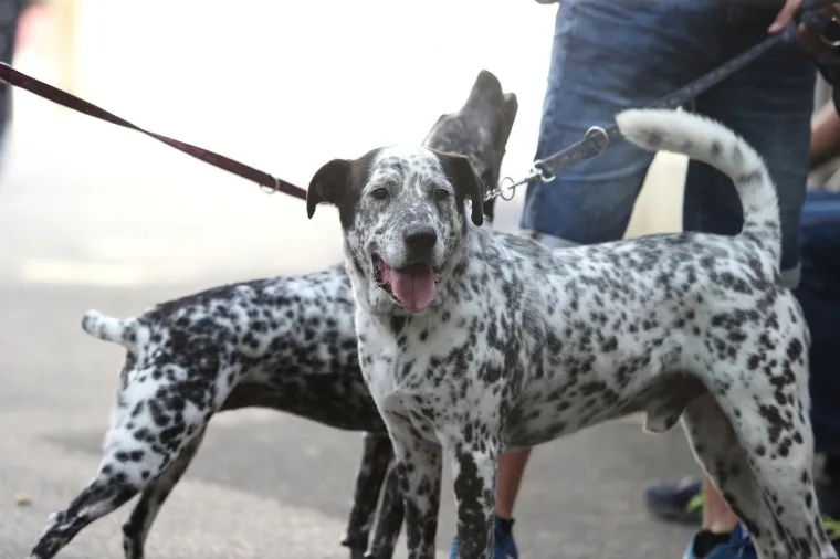 Koja je nju&scaron;ka najljep&scaron;a? Strossom pro&scaron;etali simpatični mje&scaron;anci