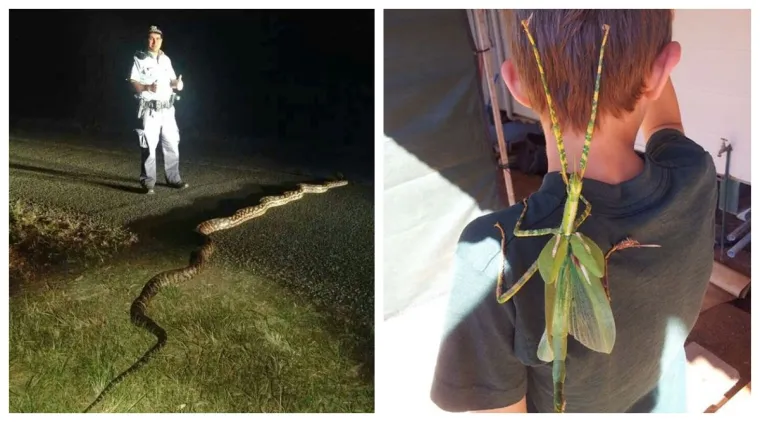 Minuta &scaron;utnje za hrvatsko iseljeni&scaron;tvo koje u Australiji mora živjeti s ovim be&scaron;tijama