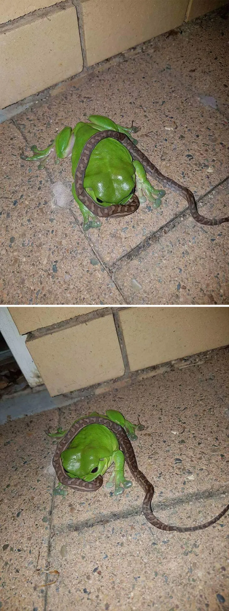 Minuta &scaron;utnje za hrvatsko iseljeni&scaron;tvo koje u Australiji mora živjeti s ovim be&scaron;tijama