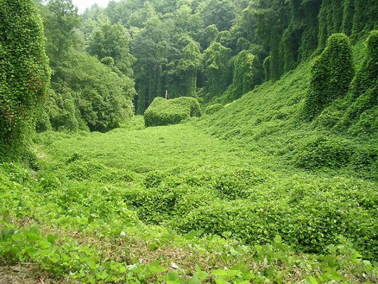 Priroda je nenadma&scaron;iva: Kako okoli&scaron; 'guta' ostatke civilizacije nakon &scaron;to ljudi odu