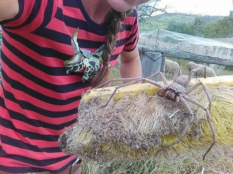 Da, u Australiji je prekrasno i toplo, ali ako se bojite uhvatiti malenog pauka koji vam visi na zidu, bolje je da se držite sigurnijih krajeva. Osim golemih paukova, krokodila, zmija, škorpiona i klokana, u Australiji se skriva još gomila čudnovatih životinja koje nitko ne bi volio susresti. Ova fotogalerija mogla bi uništiti australski turizam. Pa kad je nama loše, zašto bi njima bilo dobro?!