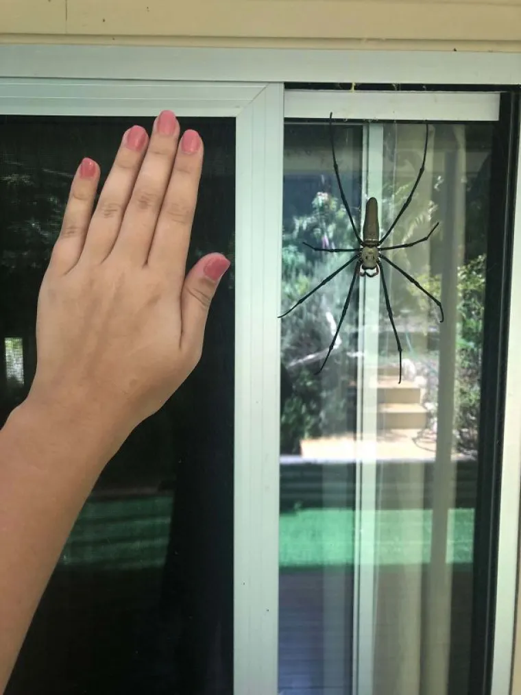 KAKO JE IJEDAN AUSTRALAC UOPĆE JOŠ UVIJEK ŽIV? Od ovih prizora imat ćete noćne more, a njima su k'o dobar dan