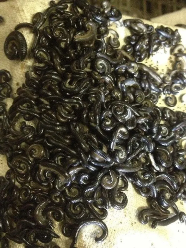 KAKO JE IJEDAN AUSTRALAC UOPĆE JOŠ UVIJEK ŽIV? Od ovih prizora imat ćete noćne more, a njima su k'o dobar dan