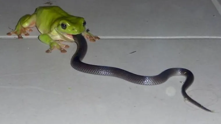 KAKO JE IJEDAN AUSTRALAC UOPĆE JOŠ UVIJEK ŽIV? Od ovih prizora imat ćete noćne more, a njima su k'o dobar dan