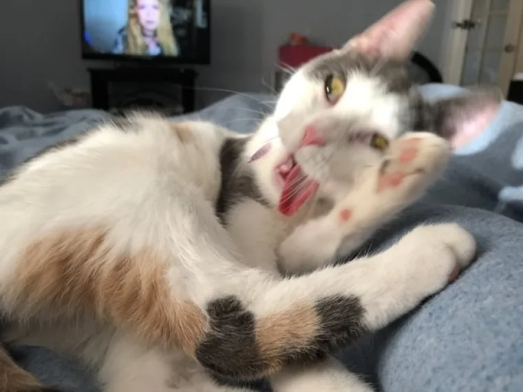 ONI SU BA&Scaron; KAO LJUDI: Najurnebesnije face kućnih ljubimaca nasmijat će vas do suza