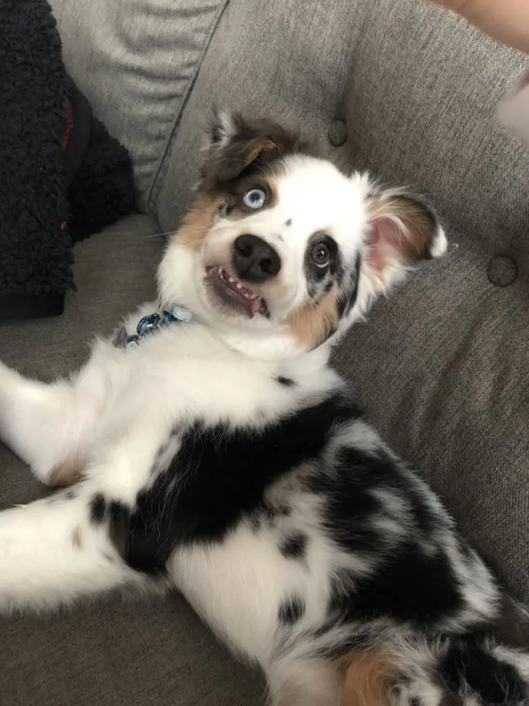 ONI SU BA&Scaron; KAO LJUDI: Najurnebesnije face kućnih ljubimaca nasmijat će vas do suza